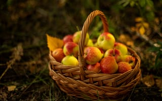 Картинка желтый, яблоки, сад, плоды, корзинка