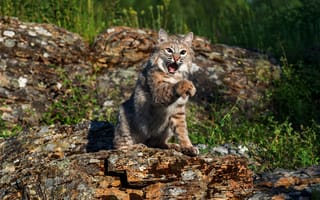 Картинка взгляд, поза, лапы, бревно, рысь