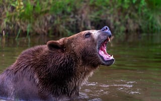 Картинка медведь, купание, водоем, пасть