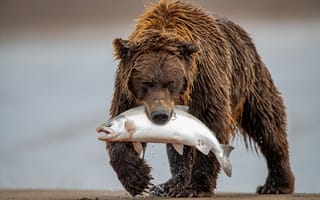 Картинка рыба, медведь, добыча