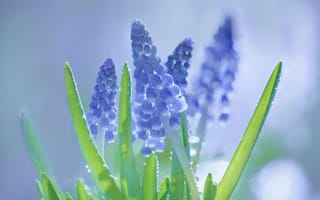 Картинка мускари, Гадючий лук, мышиный гиацинт