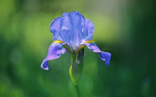 Картинка природа, лепестки, ирис