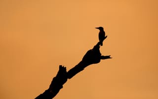 Картинка птица, дерево