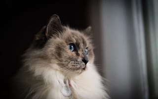 Картинка кошка, взгляд