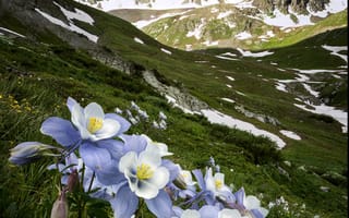 Картинка снег, пейзаж, луга, США, цветы, горы, Колорадо, природа