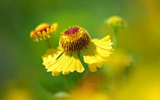 Картинка макро, природа, лепестки