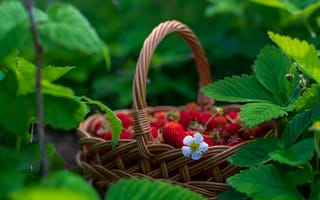 Картинка зелень, лето, листья, ягоды, цветение, клубника, корзинка, сад