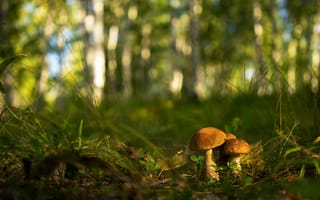Картинка осень, лес, свет, грибы, трава, листья, поляна, природа