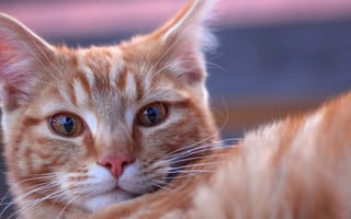 Картинка кошка, взгляд, рыжая, мордочка, котейка