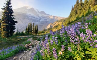 Картинка деревья, цветы, Mount Rainier, люпины, горы, Washington State, Каскадные горы, тропинка, Гора Рейнир, Cascade Range, Штат Вашингтон