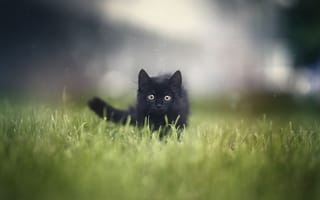Картинка трава, котенок, grass, Анна Яркова, kitten