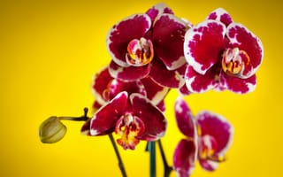 Картинка цветы, орхидеи, пестрые