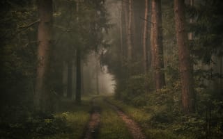 Обои дорога, лес, деревья