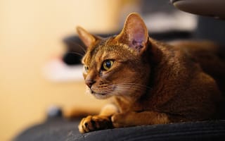 Картинка кошка, Абиссинская кошка, мордочка, взгляд