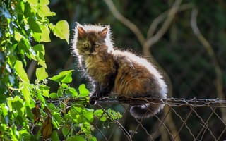 Картинка кошка, котёнок, забор, пушистый, листья, котейка