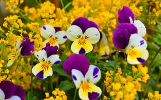 Картинка Flowers, Анютины глазки, Pansies