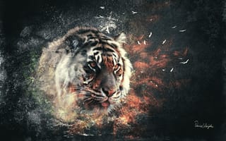 Картинка тигр, кошка, взрыв