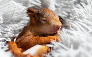 Картинка сон, белка, бельчонок, мех, светлый, спит