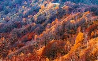 Картинка осень, лес, склон, горы, золотая осень, вид, холмы