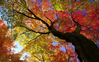 Картинка осень, деревья, ракурс, краски осени, клен, осенние листья, листва, крона