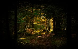 Картинка осень, лес, свет, темный, листва, ствол, деревья, ветки
