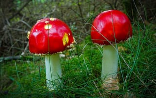 Картинка грибы, мухомор, парочка, дуэт