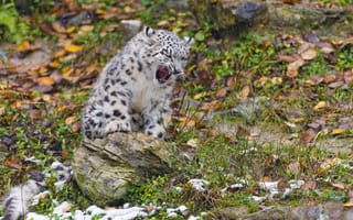 Картинка кошка, ирбис, листья, осень, снежный барс, снег, камень, котенок