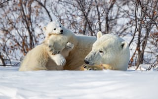 Картинка зима, Белые медведи, медвежонок, Полярные медведи, медведица, снег, кусты