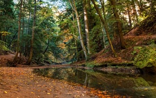 Картинка осень, лес, ручей, Hocking Hills State Park, деревья, Ohio, Огайо