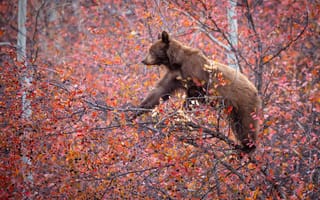 Картинка осень, дерево, ягоды, ветки, на дереве, медведь