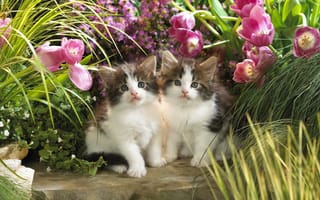 Картинка цветы, котята, животные, малыши, тюльпаны, кошки, зелень
