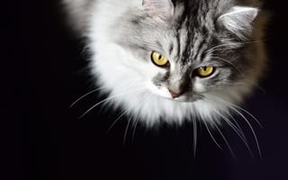 Картинка кот, портрет, взгляд, чёрный фон, монохром, мордочка, кошка