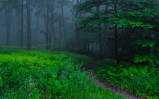 Картинка лес, трава, природа, туман, тропинка, деревья