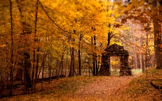 Картинка деревья, лес, осень, листья, арка
