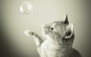 Картинка кот, soap bubble, cat, мыльный пузырь, Samantha Tran