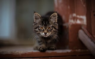 Картинка мордочка, ступеньки, Мейн-кун, полосатый котёнок