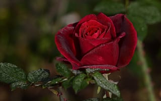 Картинка листья, капли, красный, цветы, розы, ветки, боке