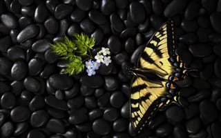 Картинка цветы, Stephen Clough, butterfly, бабочка, flowers