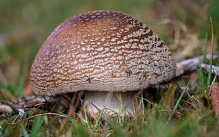 Картинка серый, гриб, blusher, мухомор