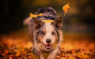 Картинка осень, листья, радость, боке, собака, настроение, морда, взгляд