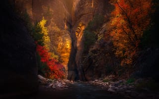 Картинка осень, деревья, Zion, река, скалы, Зайон, ущелье, природа, Юта, пейзаж, National Park, США, национальный парк
