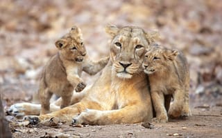 Картинка львята, львица, lioness, lion cubs, прайд, pride, Milan Zygmunt