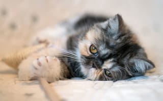 Картинка мордочка, котейка, Экзотическая короткошёрстная кошка