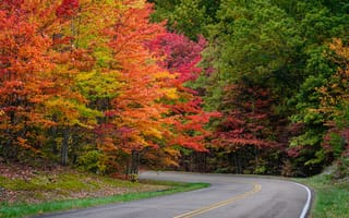 Картинка дорога, осень, road, landscape, autumn, tree, nature, leaves, деревья, листья, парк