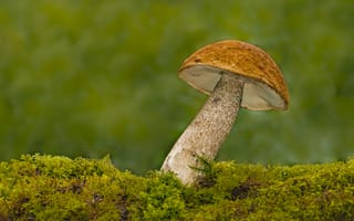 Картинка Подосиновик, мох, макро, гриб