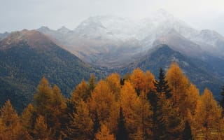 Картинка осень, лес, горы, желтый, вершины, туман, деревья, холмы