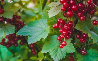 Картинка зелень, листья, сад, боке, куст смородины, смородина, красный, ягоды