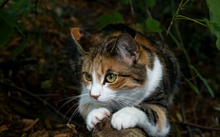 Картинка кошка, взгляд, листья, темный, морда, природа, лежит, поза
