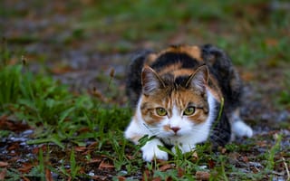 Картинка кошка, трава, поза, природа, морда, лежит, взгляд, листья