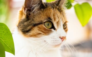 Картинка кошка, взгляд, листья, поза, природа, морда, портрет, боке